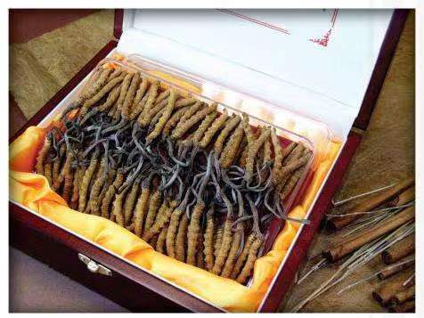 太和冬虫夏草回收?